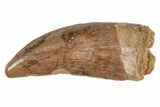 Serrated, Juvenile Carcharodontosaurus Tooth #214440-1